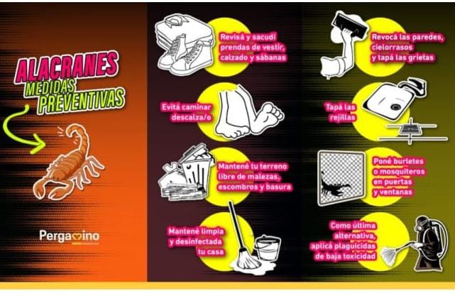Prevención y cuidados ante la presencia de alacranes
