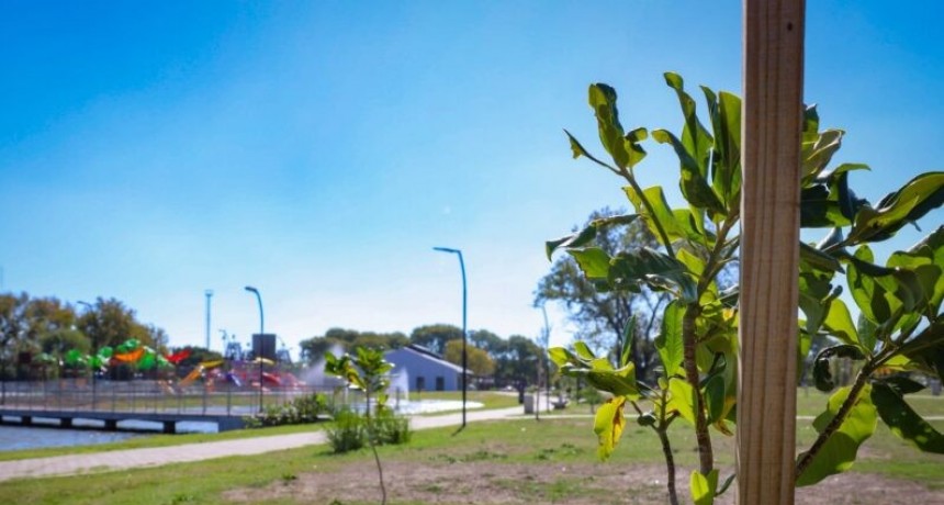 Cupos agotados: Exitosa campaña para fortalecer el arbolado público