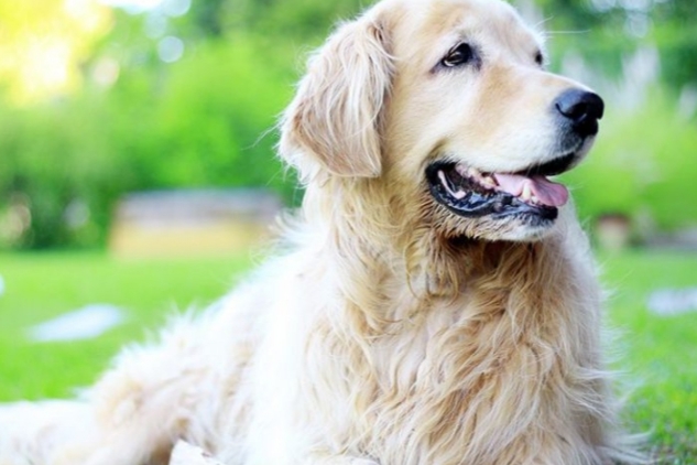 El Móvil de Veterinaria estará en el Barrio Villa Fernández