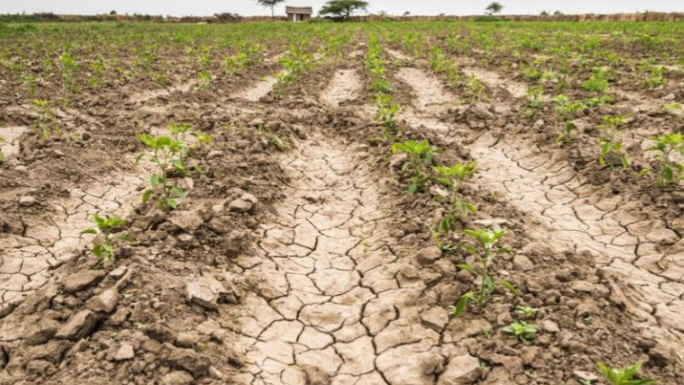 Por la fuerte sequía, la Municipalidad le pidió a la Provincia que prorrogue la emergencia agropecuaria
