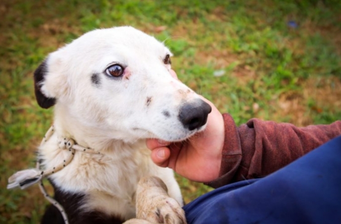 La casilla de Veterinaria llega a Barrio Jorge Newbery