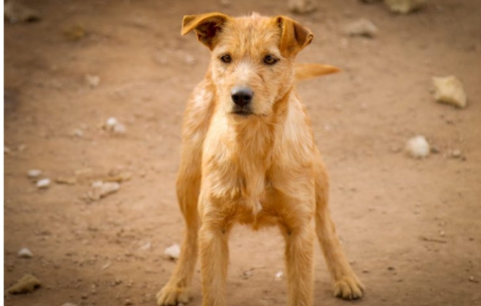 Móvil de Veterinaria estará ubicado en el Barrio Acevedo