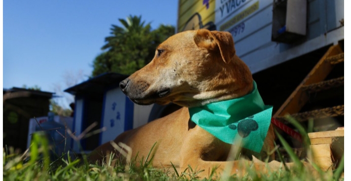El Móvil de Veterinaria estará ubicado en el Barrio Villa San José