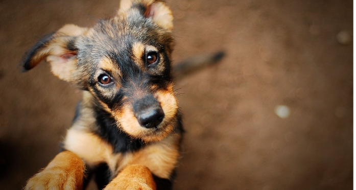 Móvil de Veterinaria estará ubicado en el Barrio Ameghino