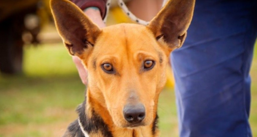 El sueño de la cucha propia, un evento para encontrar tu próxima mascota