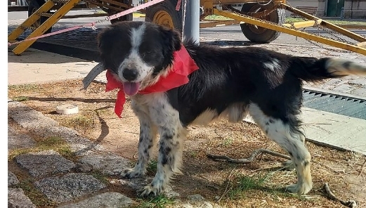 Exitosa jornada de tenencia responsable de mascotas